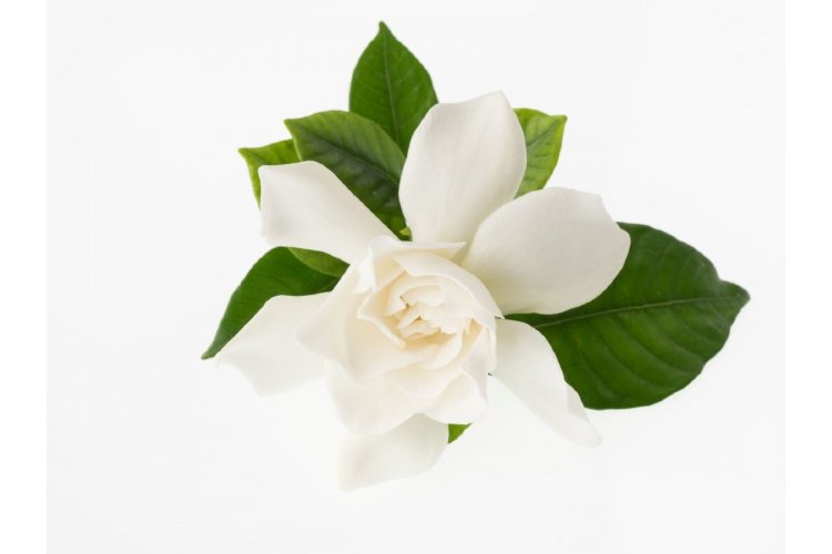 Эфирное масло Гардении  